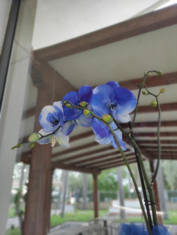 Oasi Park Hotel Mascali Bagian luar foto