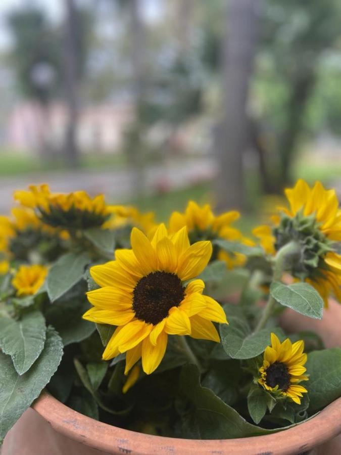 Oasi Park Hotel Mascali Bagian luar foto